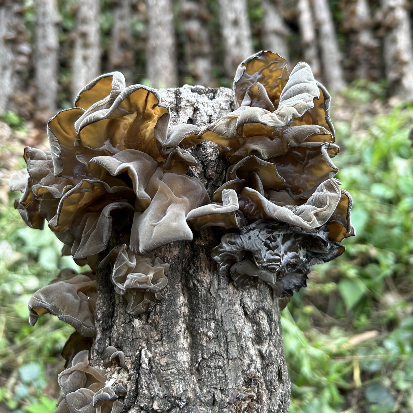 MEIMIDUO Shredded Dried Wood Ear Mushrooms 7.0oz (198g), Natural Black Fungus No Additives, Rich in Fiber & Iron, Vegan Friendly, Ideal for Asian Cuisine, Soups, Stir-Fries & Hot Pot